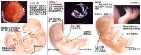 6周胎儿图片