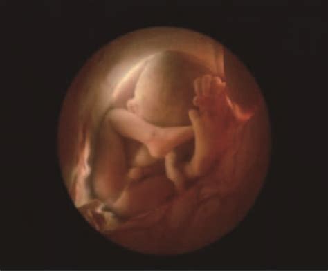 胎儿心脏什么时候发育完全