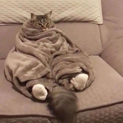 幸福的小懒猫说说（合计69段）