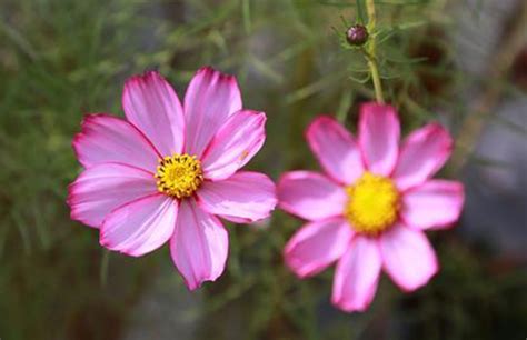 格桑花种子种植方法