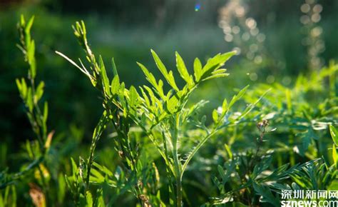 (2014?宁夏二模)三裂叶豚草是传入我国的入侵植物.为减少其危害,可选取紫穗槐、沙棘等经济植物作为替