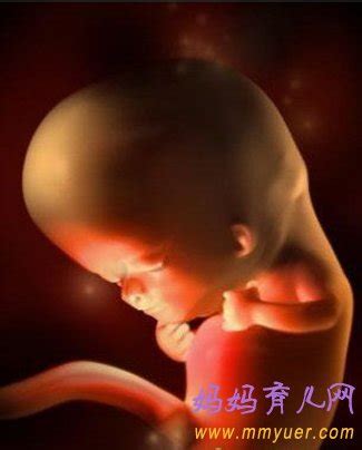 孕14周胎儿长在哪里