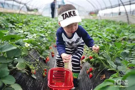 摘草莓记_开心的一件事作文300字【共计6则】