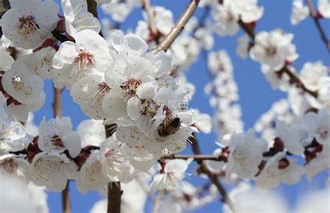 梅花的习性?