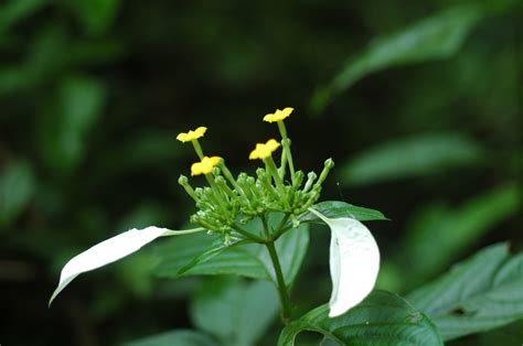 怎么样才能更好地种植墨脱玉叶金花?