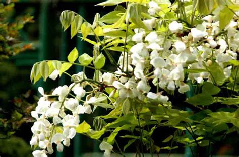 开白花的藤状植物有哪些