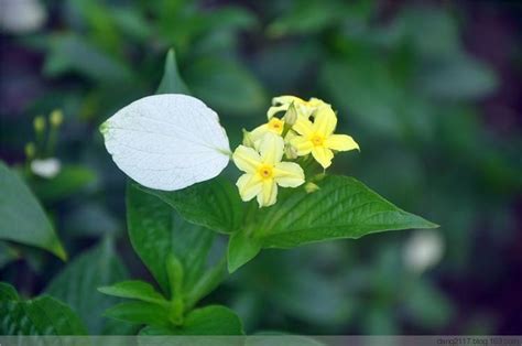 多肉植物春桃玉怎么养 春桃玉介绍 春桃玉浇水繁殖方法