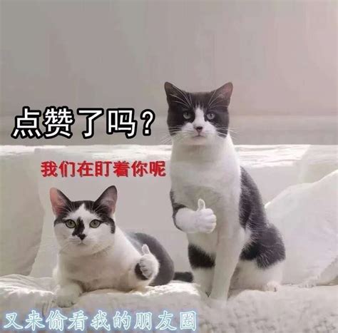 可爱的朋友圈图片