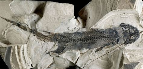 千万年前的化石完整版