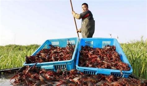 澳洲龍蝦怎么養(yǎng)