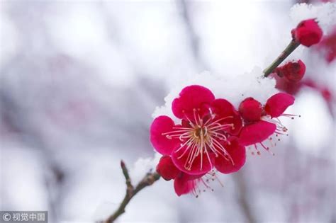 珍珠花和珍珠梅 红丁香和暴马丁香 紫荆和紫丁香 报春刺玫和黄刺玫 的区分? 着急用