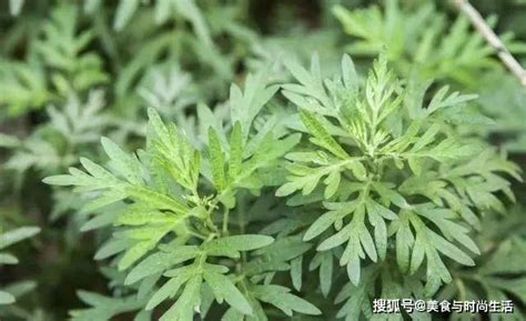 泡脚后的艾叶藏红花水可以浇花木吗?