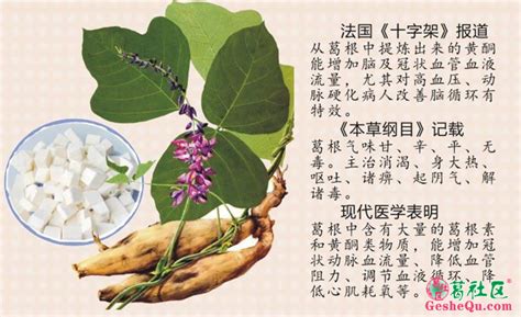 葛根的營養(yǎng)