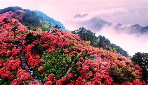 麻城杜鹃花的历史