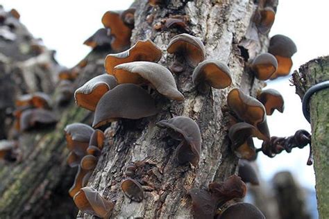 白木耳和什么东西搭配最好