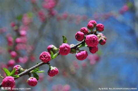 榆叶梅什么时候开花 榆叶梅花期和花语