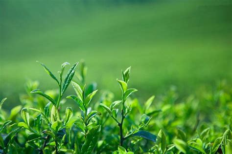 茶花的特征,样子