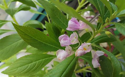 爱养花的女人经典语录[集锦89句]