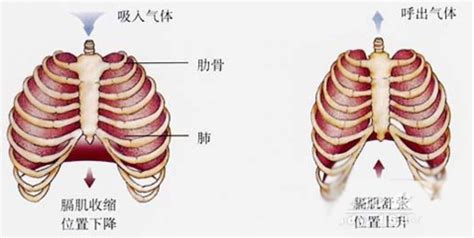 喝酒后左边肋骨翻身痛