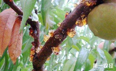防治桃树流胶病有哪些有效方法?