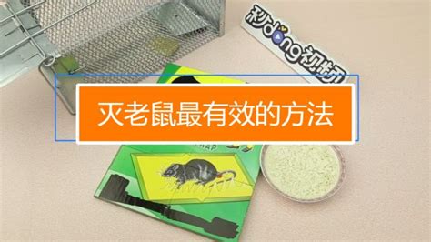 怎樣用家里的東西配制老鼠藥