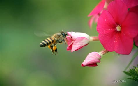 蜜蜂最喜欢什么花?这种花怎么养?