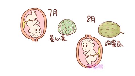 孕期每个月胎儿生长变化