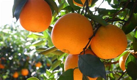 葡萄柚种子水培方法