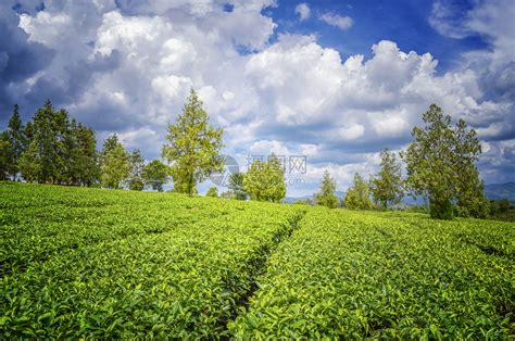 什么是普洱茶?