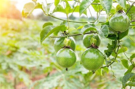 百香果怎么种植 百香果种植方法详解