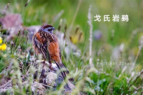 中国寿带鸟--国际旅游摄影网推荐拍摄鸟类