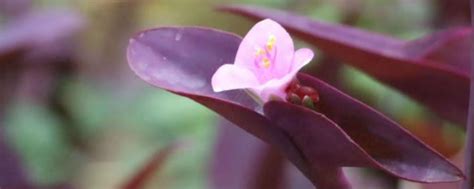 紫叶鸭跖草有毒吗 说说不能养在卧室的植物
