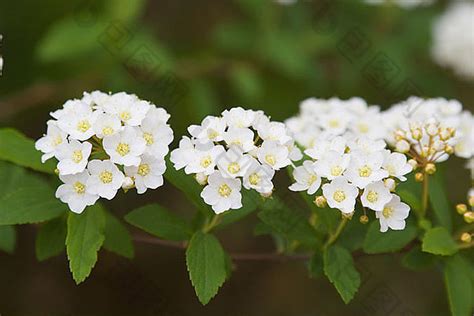 粉花绣线菊的介绍