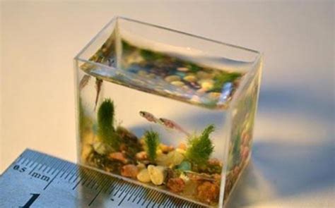 鱼缸水浑浊用什么药