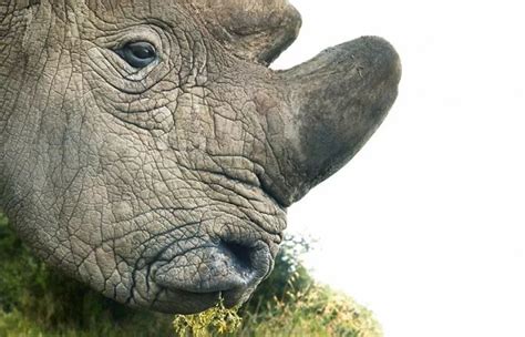 地球上濒临灭绝的十大动物的资料