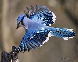 世界最美鸟