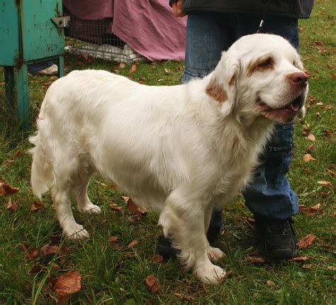 克伦伯猎鹬犬