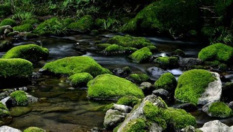 如何种植养苔藓(要详细)谢谢.