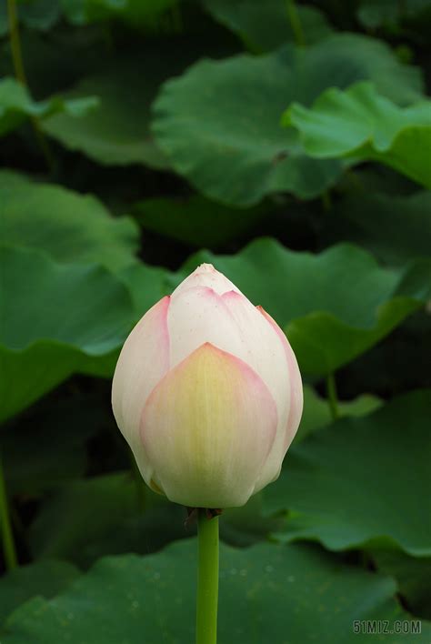 莲花-植物作文250字[优秀7篇]