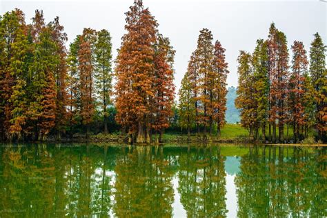 水杉是什么植物类