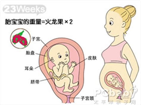 怀孕中期胎儿每周的发育情况