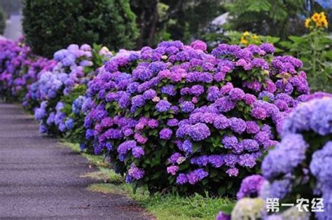 八仙花怎么繁殖方法 八仙花的扦插方法和时间详细介绍