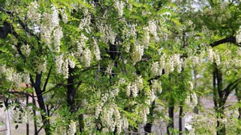 紫槐花和紫藤花是一种么植物?能吃不?