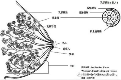 正常乳房直径是多少