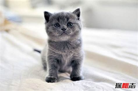 新手最适合养哪种猫咪