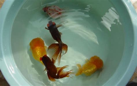 天氣一熱金魚為什么養(yǎng)不活