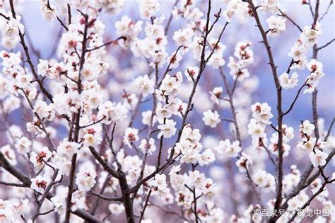 梅花花语是什么