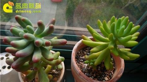 多肉植物八千代怎么养 轻松养活不是梦