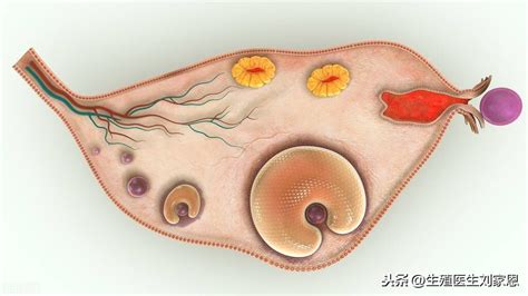 备孕期间如何提高卵子质量