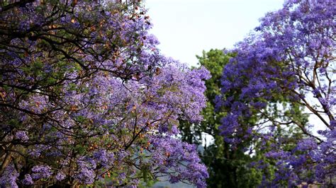 蓝楹花的花语是什么?